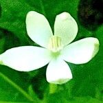 Hippobroma longiflora 花