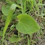 Brunnera macrophyllaHostoa