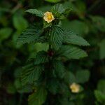 Malvastrum coromandelianum Blüte