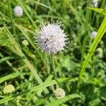 Succisella inflexa Flower