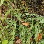 Asplenium viride Yaprak