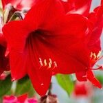 Hippeastrum reginaeFleur