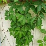 Parthenocissus quinquefoliaLeaf