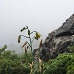 Albuca abyssinica 花