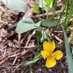 Viola bakeri Flor