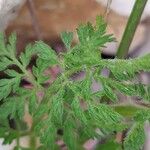 Caucalis platycarpos Likasa