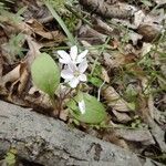 Claytonia caroliniana Blüte