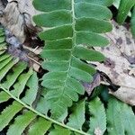 Polystichum acrostichoides Leaf