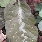 Pseuderanthemum alatum Hoja