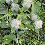 Jacquemontia tamnifolia Flower