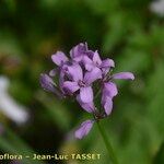 Cardamine chelidonia Çiçek