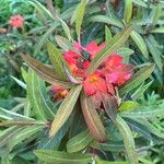 Euphorbia griffithii Flor