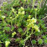 Saxifraga aretioides 花