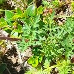 Bidens triplinervia Leaf