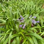 Agapanthus praecox Deilen