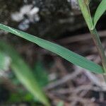 Cenchrus echinatus Leaf