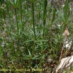 Crucianella latifolia Habit