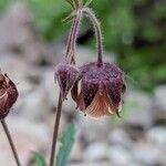 Geum rivale Lorea