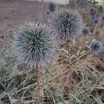 Echinops spinosissimusVirág