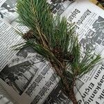 Pinus sylvestrisLeaf