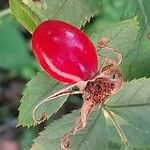 Rosa villosa Fruit