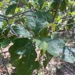 Quercus marilandica Hoja