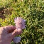 Scabiosa atropurpureaЦветок