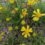 Helenium amarum Kvet