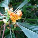 Impatiens auricoma Blomst