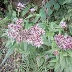 Eutrochium purpureum Flower