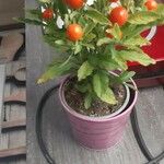 Solanum pseudocapsicum Листок