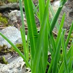 Poa alpina Leaf