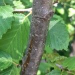 Alnus alnobetula Bark