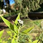 Verbesina virginica Flor