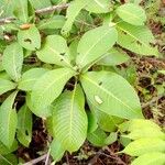 Psychotria venosa ഇല