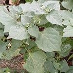 Solanum nigrum موطن