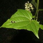 Mikania vitifolia Feuille