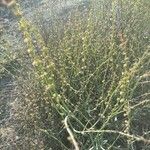 Rumex induratus অভ্যাস