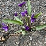 Viola sagittata Blad