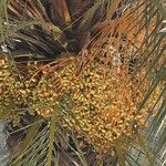 Phoenix dactylifera Плод