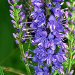 Veronica longifolia 花