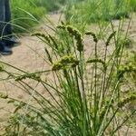 Carex vulpinoidea Leaf