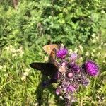 Cirsium palustreBlomst