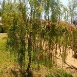 Melaleuca viminalis Leaf