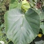 Abutilon exstipulare Leaf