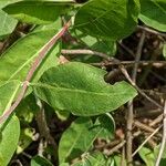 Lonicera periclymenum Blad