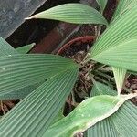 Asplundia insignis Leaf