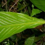 Hylaeanthe unilateralis Hoja