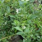 Vaccinium corymbosum Hábito