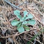 Antennaria parvifolia Листок